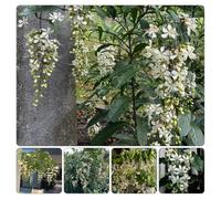 clerodendrum wallichii - gelsomino - balcone ufficio giardino 1piante