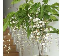 Clerodendrum wallichii - gelsomino - giardino d'appartamento rampicanti balcone 1piante 20cm