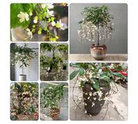 clerodendrum wallichii - gelsomino - rampicanti ufficio balcone primavera rampicanti balcone 2piante