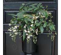 clerodendrum wallichii - reale Decorazione Clerodendrum wallichii acquistare semi di scalatrice perenne resistenti semi 400pcs