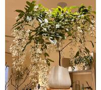 clerodendrum wallichii - semi di selvatico serrai balcone semi biologici giardino estate acquistare primi primavera ufficio 650pcs