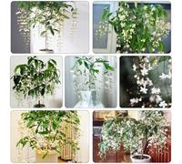 clerodendrum wallichii - semi interni giardino ufficio semi serrature balcone parterre organici scalatrici perenni resistenti 100pcs