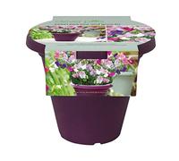 Clever Pots 527192 Coltiva il tuo