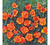 Clg. Tempi Moderni®, rosa rampicante in vaso di Rose Barni®, pianta di rosa rampicante rifiorente a mazzi, altezza raggiunta fino a 5 metri, rifiorente con fiori color arancio vermiglio, cod. 18038.