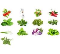 Click & Grow Cilantro/Coriander 3 stk NEW