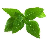 Click & Grow - Ricarica Basilico Thai - Confezione da 3