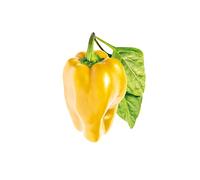 Click & Grow Set di 3 Ricarica per fioriera Giallo