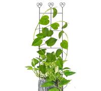 Climbing Plants Trellis, Metal Flower Support Stakes, Sturdy Garden Plant Frame, Decorative Yard Structure for Indoor and Outdoor Vine, Ivy, Rose, Vegetable, 27.56x11.81 inches