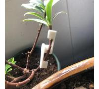 Clip di formazione delle piante per gestire in modo efficiente la crescita di nuovi rami di pomodori e fiori