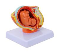 CLISPEED 1pezzi Modello Fetale Uterino Per Insegnamento Modello Educativo Femminile Embriologia Per Studio Della e Sviluppo