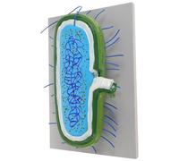 CLISPEED Modelli Didattici di Microbiologia per Insegnamento Biologia Cellulare Rappresentazione Accurata di Batteri e Microorganismi per Scuole Strumenti Educativi Anatomici per