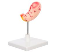 CLISPEED Modello Anatomia Per Istruzione Medica Realizzato Precisione e Materiale Resistente Facile Da Montare e Smontare Per Uso Didattico in Biologia e Fisiologia