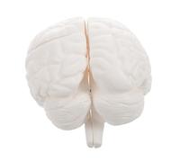 CLISPEED Modello Di Cervello Umano: Modello Anatomico Del Cervello, Strumento Educativo Per L'apprendimento E L'insegnamento Delle Funzioni Anatomiche Umane, Psicologia, Biologia O