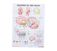 CLISPEED Poster Anatomico Del Cervello Umano Scientifica Di Insegnamento Con Grafica Chiara e Font Leggibile Supporto Formativo Per Scuole e Pazienti Decorazione Didattica Senza Cornice