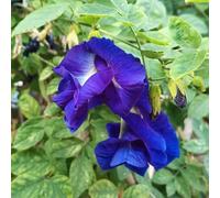 Clitoria ternatea - in vaso decorazione del balcone selvatici 400semi