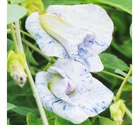 Clitoria ternatea - semi di pisello farfalla biologici estivi interno d'appartamento esotiche decorazione balcone 200pcs