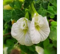 Clitoria ternatea - semi di pisello farfalla biologici tetti verdi selvatici balcone giardino decorazione 350pcs