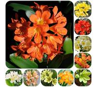 clivia - Decorazioni autunnali per un giardino resistente 225semi