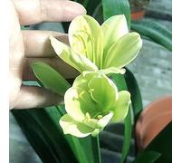 Clivia di interni esotici semi di balcone resistenti silvestre balcone serra resistenti all'aperto 70pcs