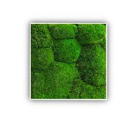 clorophilla. Quadro con Lichene Moss Muschio Naturale, No Manutenzione, Arredo Ufficio e Casa, Idea Regalo - 30x30 (MUSCHIO PALLA)