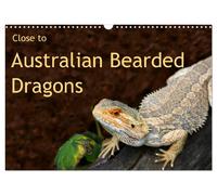 Close to Australian Bearded Dragons (Wall Calendar 2027 DIN A3 landscape), CALVE