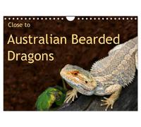 Close to Australian Bearded Dragons (Wall Calendar 2027 DIN A4 landscape), CALVE