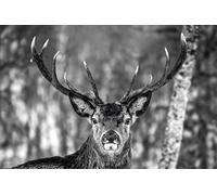 Close Up - Poster con cervo in inverno, 91,5 x 61 cm