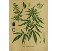 Close Up Poster didattico vintage canapa Cannabis sativa L. (30 cm x 40 cm)
