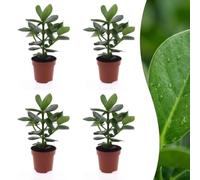 Clusia Princess con Foglie Lucide, da Interno, Verde, Set da 4, Vaso 12cm