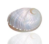 CNDBAHHE Grandi Conchiglie Marine, Conchiglia Naturale, 1 Pezzo di Grande Conchiglia di Abalone Naturale Bianca Rara da 8-9 cm for Decorazioni domestiche, Artigianato Fai da Te, Acquario