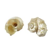 CNDBAHHE Grandi Conchiglie Marine, Conchiglia Naturale, 2 Pezzi, gusci di Crescita di Piccole Dimensioni 1,18-1,57 Pollici, Dimensioni di Apertura Naturali 0,39-0,59 Pollici(3cm)