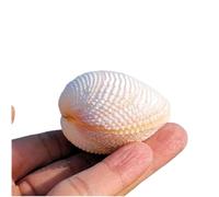 CNDBAHHE Grandi Conchiglie Marine, Conchiglia Naturale, Conchiglie bivalvi 5-7 cm for Decorazioni Nuziali, Feste a Tema Spiaggia, Decorazioni for la casa, Artigianato Fai da Te(5cm)