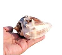 CNDBAHHE Grandi Conchiglie Marine, Conchiglia Naturale, Conchiglie Naturali Super Conch 6-11 cm for Decorazioni e Artigianato Fai da Te(10~11cm)