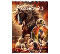 Cob irlandais (Calendrier mural 2026 DIN A2 horizontal), CALVENDO calendrier mensuel: Découvrez la beauté majestueuse des chevaux Cob irlandais