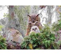 Cobble Hill - Puzzle Great Horned Owl - 1000 Pezzi