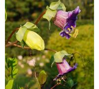 Cobea per i luoghi soleggiati giardino autunnali pluriennale raro 100semi