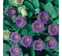 COBEA SCANDENS VIOLETTO NR.25 SEMI