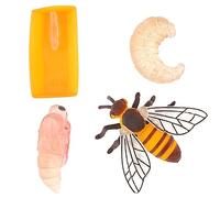 cobee Figure di insetti Ciclo di vita del modello di crescita delle api, 4 pezzi in età prescolare apprendimento insegnamento ciclo di crescita degli insetti modello giocattolo realistico figure