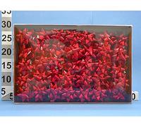 COCCARDE SPLENDID 14mm ROSSE 100pz 3170