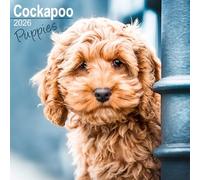 Cockapoo Puppies 2026 Calendar | Square Wall Calendar | Dog Breed Gift | Plastic Free Packaging | by Avonside Publishing