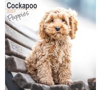 Cockapoo Puppies 2027 Calendar | Square Wall Calendar | Puppy Gift | Plastic Free Packaging | by Avonside Publishing