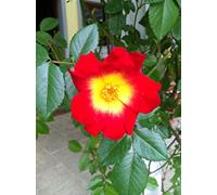 Cocktail ®, rosa rampicante in vaso di Rose Barni®, altezza raggiunta fino a 4 metri, rifiorente e profumata con fiori semplici a 5 petali di colore rosso con centro giallo, Cod. 18010