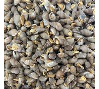 Coclea secca per pesci palla granchi tartarughe serpenti 50 grammi