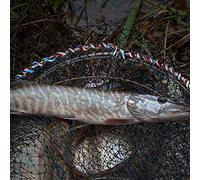 Cocoarm Rete da Pesca Pieghevole, Telaio in Filo D'Acciaio Nylon | Raccoglitore di gamberetti granchi, tre opzioni di lunghezza, gancio di recupero e due aperture, stagni, laghi, fiumi