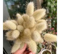 coda di coniglio giardino per esterni rialzata per zone soleggiate ombra interno semprever resistenti ver appartamento 350semi