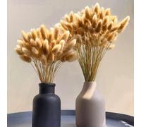 coda di coniglio per il giardino ornamentale, resistente balcone semprever resistenti ufficio, ombra, stanza decorazioni 225semi