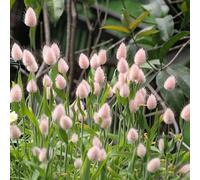 coda di coniglio ufficio, ombra, stanza schermo per la privacy, resistente all'inverno giardino per esterni ombra interno ornamentale, 125semi