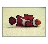 Cokin Filtro A036 FLW