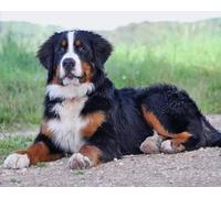 COKYIS Kit di pittura con diamanti 5D Bovaro svizzero del Bernese DIY Diamond Painting Strass Cristallo Ricamo Quadri Pittura con Numeri per Decorazione Parete Casa(40 * 50cm)