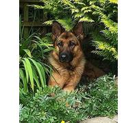 COKYIS Kit di pittura con diamanti 5D Pastore tedesco DIY Diamond Painting Strass Cristallo Ricamo Quadri Pittura con Numeri per Decorazione Parete Casa(40 * 50cm)